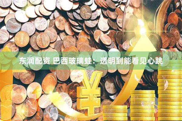 东润配资 巴西玻璃蛙:透明到能看见心跳