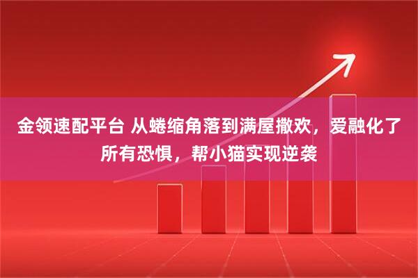 金领速配平台 从蜷缩角落到满屋撒欢，爱融化了所有恐惧，帮小猫实现逆袭